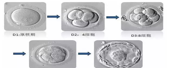 供卵试管婴儿是直接移植到子宫腔吗-供卵试管婴儿中如何将胚胎移植到子宫内