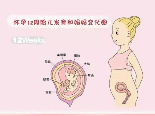 试管二超后的停胎概率是多少